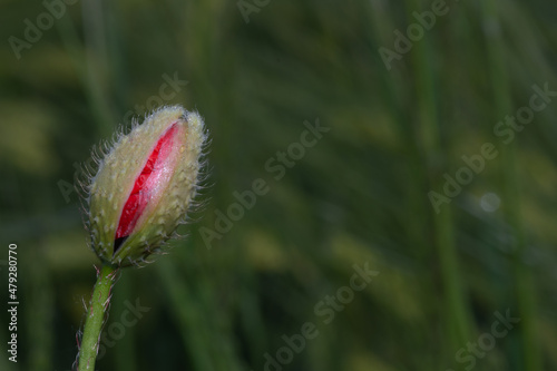 geschlossene Mohnblüte vor grünem Hintergrund photo