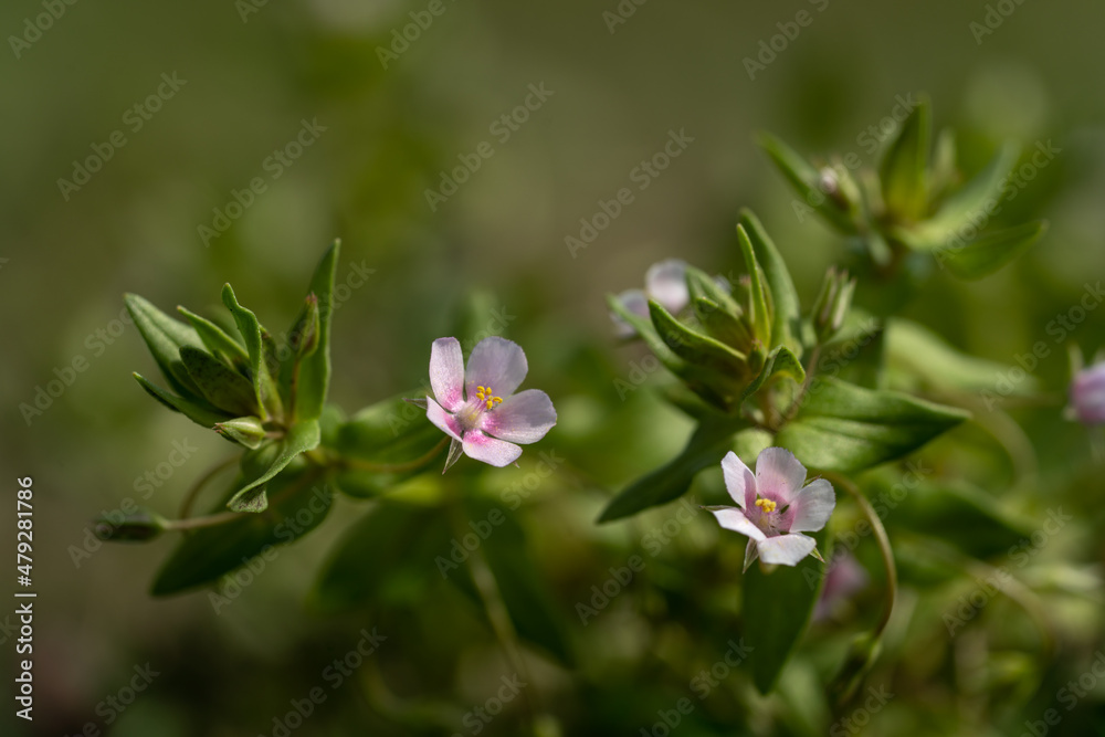 Obraz premium Anagallis&nbsp;arvensis