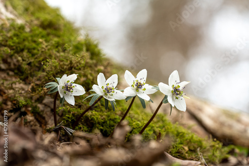 Eranthis byunsanensis
