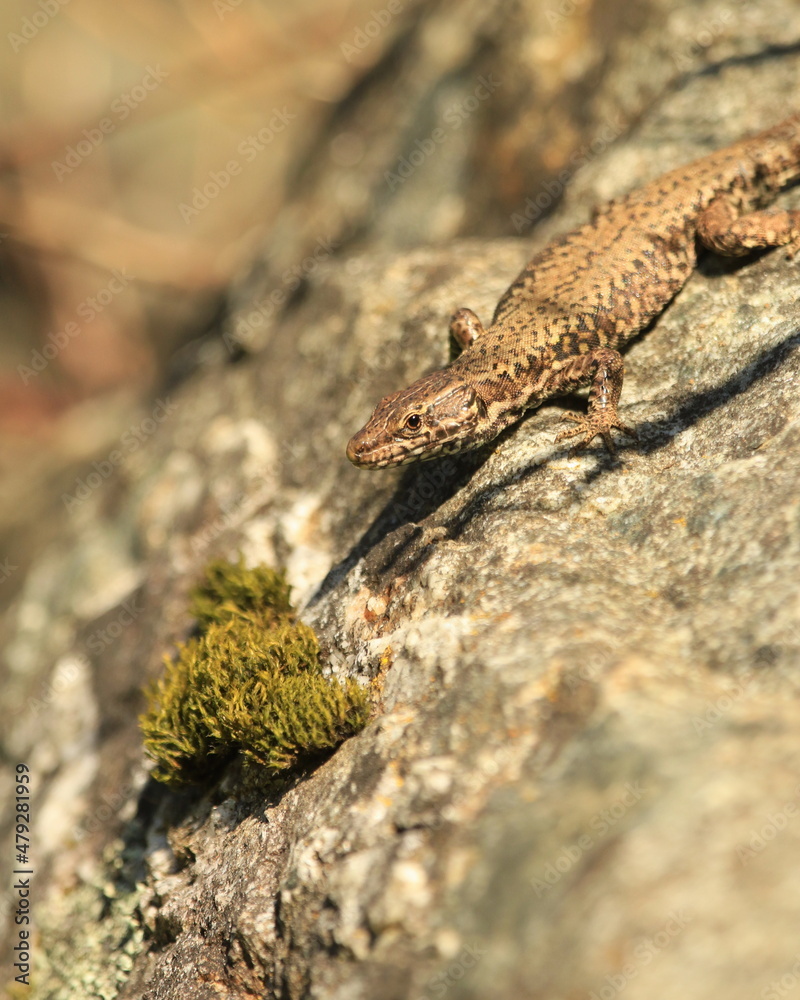 A European Wall Lizard on a rock A European Wall Lizard on a rock