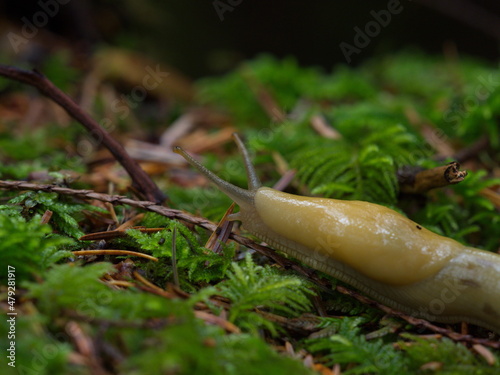 Banana slug on moss