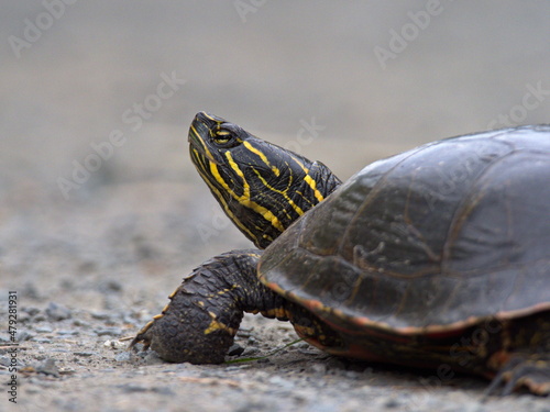 Closeup of a Western Painted Turtle photo