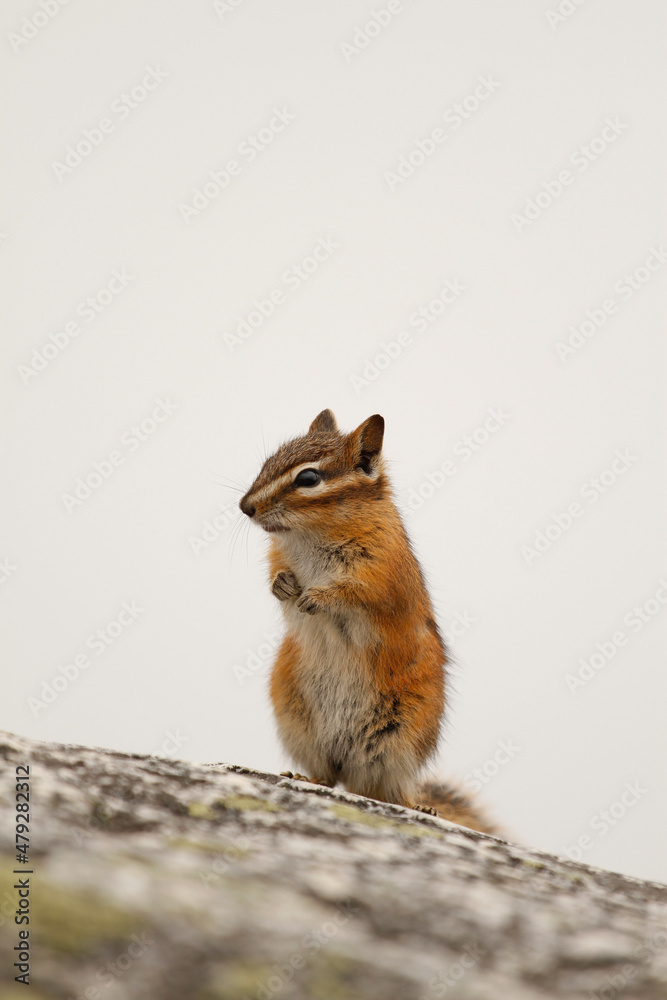Fototapeta premium A Yellow-pine Chipmunk standing up on a white background