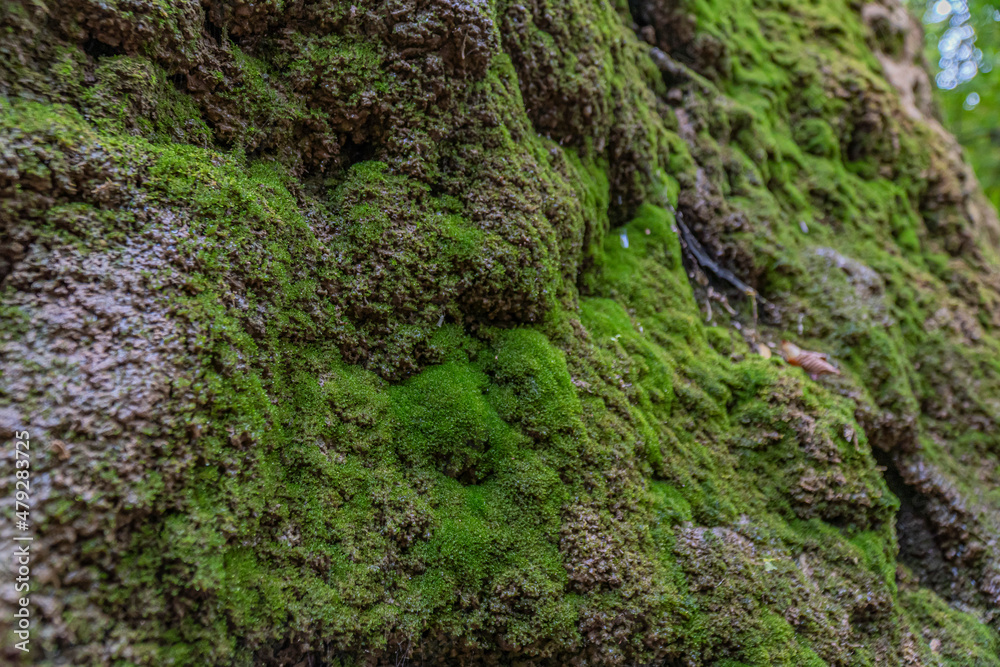 moss on the rock