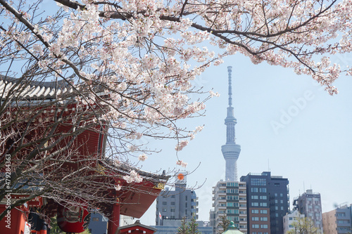 Photography cherry blossom