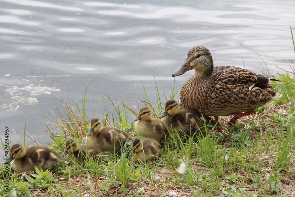 Female Mallard and Her Ducklings, William Hawrelak Park, Edmonton, Alberta Female Mallard and Her Ducklings, William Hawrelak Park, Edmonton, Alberta