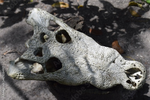 alligator skull