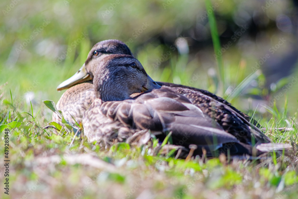 Fototapeta premium bird 