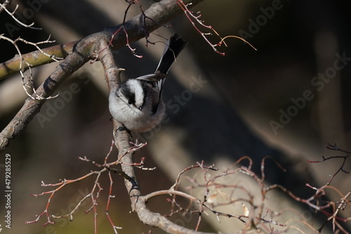 long tailed tit on the branch © Matthewadobe