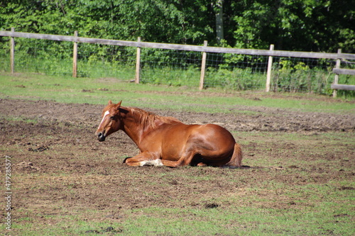 Horse Resting, Fort Edmonton Park, Edmonton, Alberta