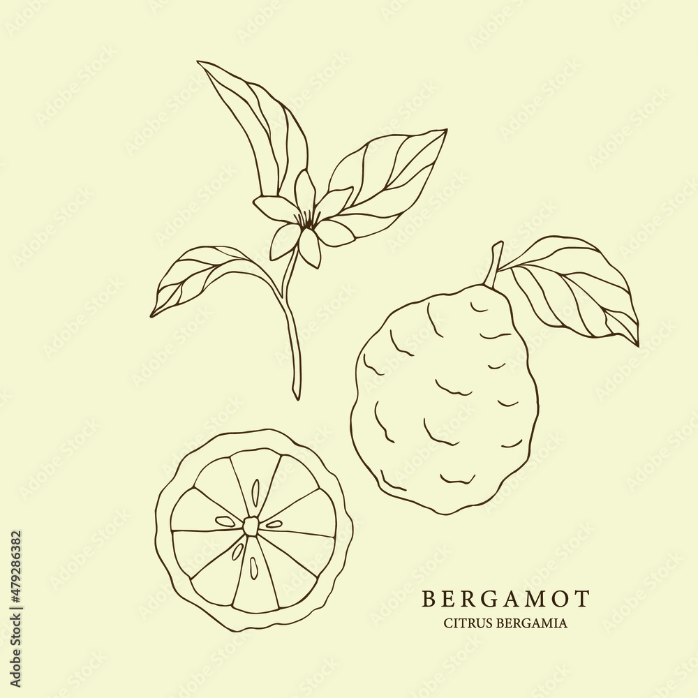 Hand drawn bergamot set. Botanical illustration - obrazy, fototapety, plakaty 