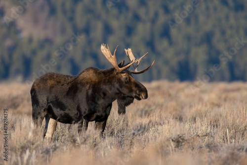 Bull Moose photo