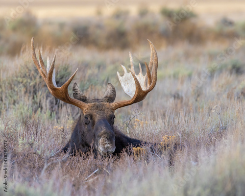 Bull Moose bedded down in Sage brush