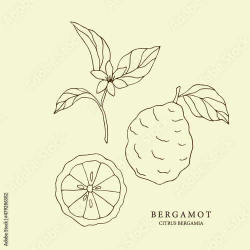 Hand drawn bergamot set. Botanical illustration photo
