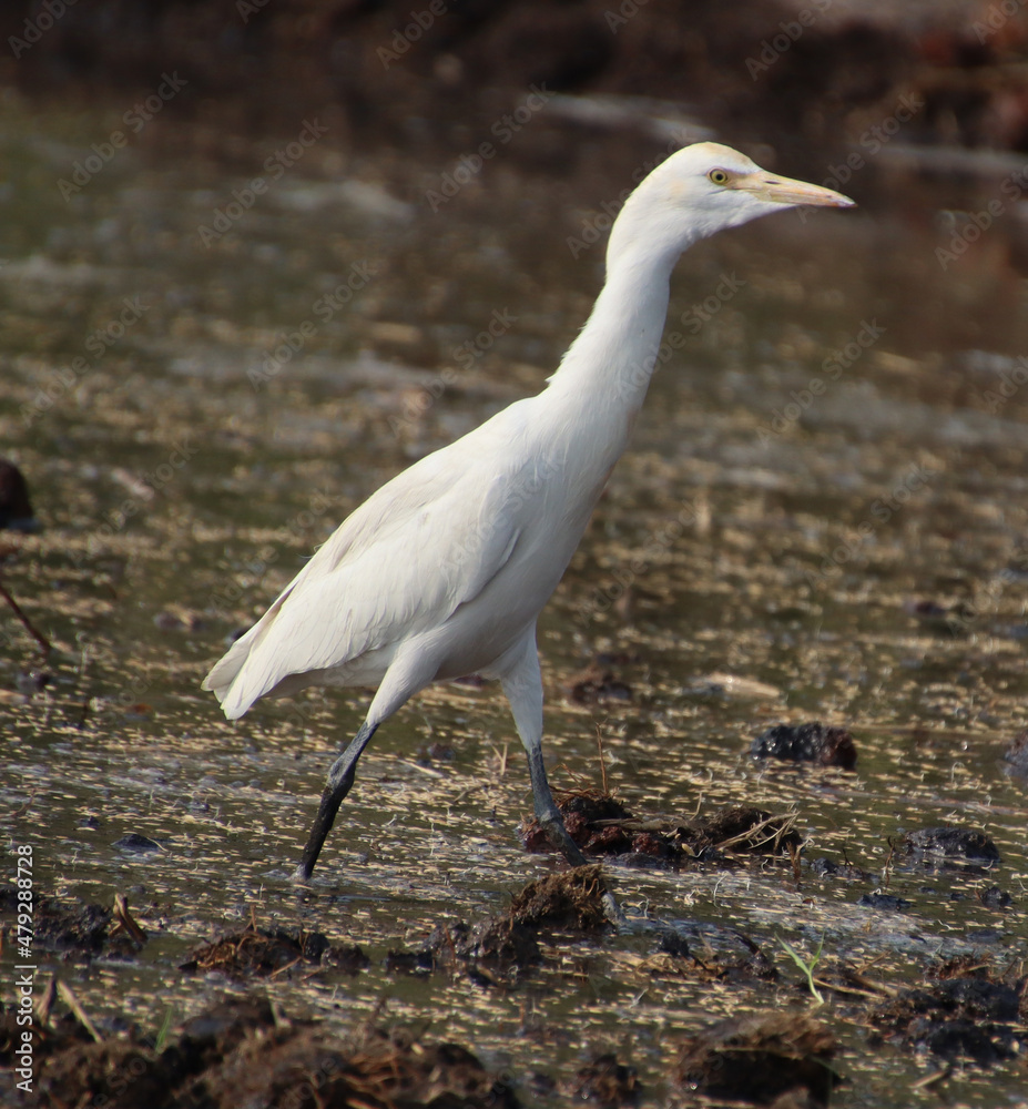 Obraz premium white heron bird 