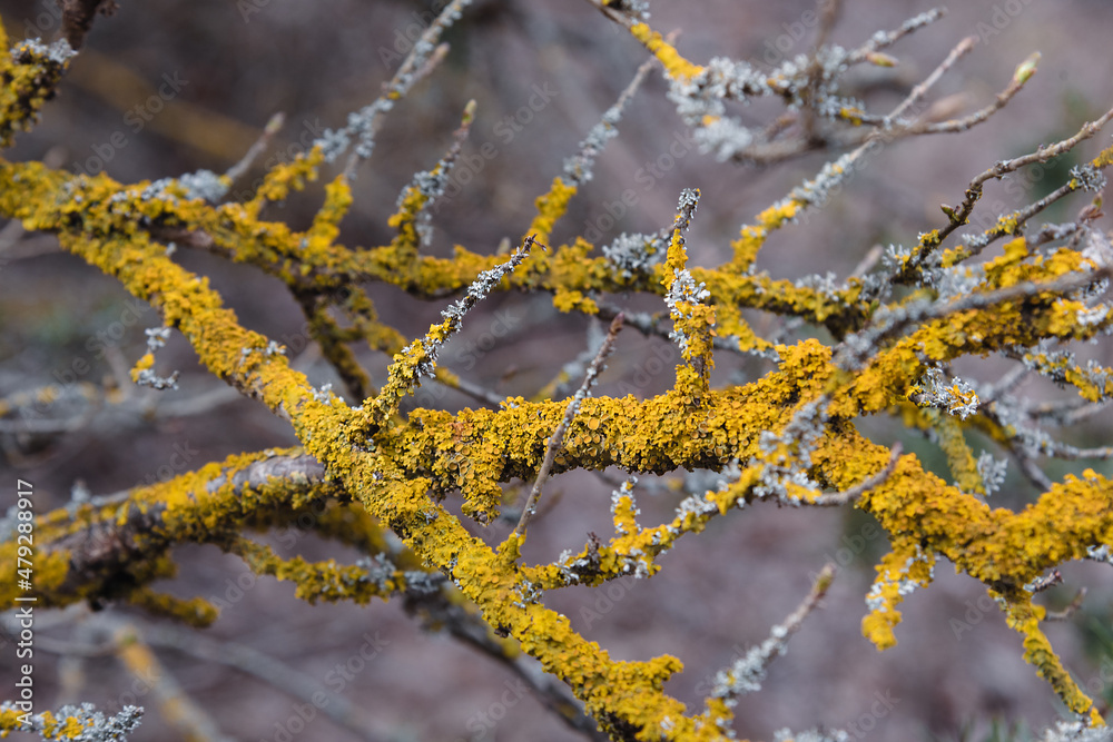 Common orange lichen, Xanthoria parietina on branch of tree Common orange lichen, Xanthoria parietina on branch of tree
