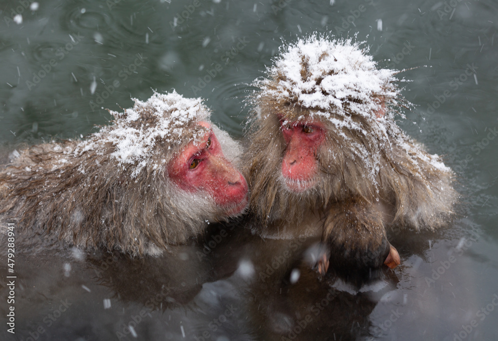 Naklejka premium Snowmonkey