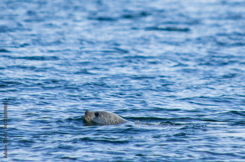 Fototapeta premium city at sea
