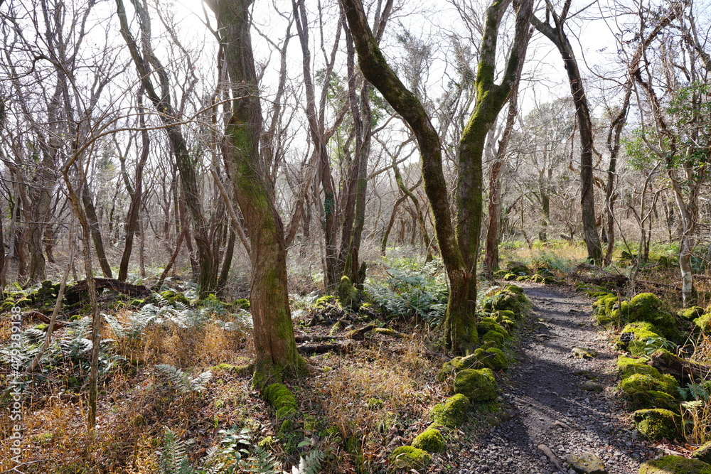 a fascinating winter forest in the sunlight