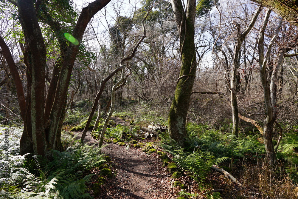 a lonely winter forest with a path a lonely winter forest with a path