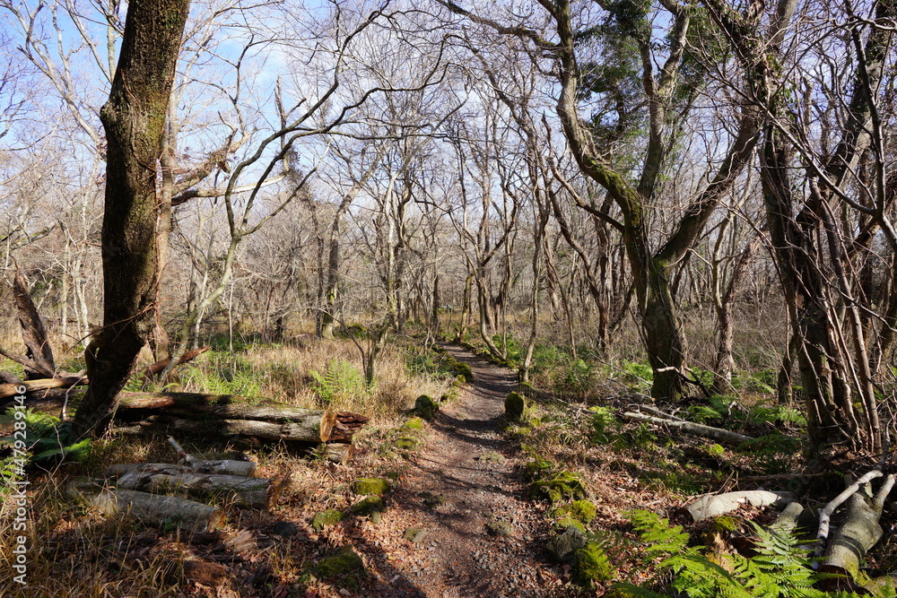 a fascinating winter forest in the sunlight a fascinating winter forest in the sunlight