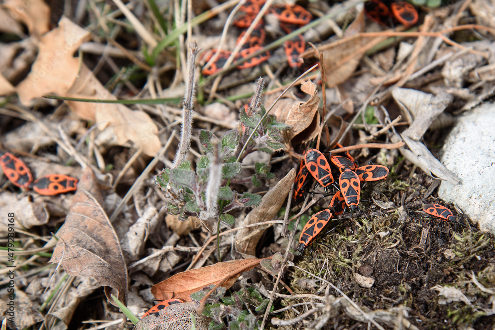 The firebugs Pyrrhocoris apterus in nature The firebugs Pyrrhocoris apterus in nature
