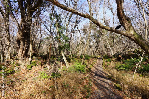 Fototapeta Naklejka Na Ścianę i Meble -  a lonely winter forest with a path