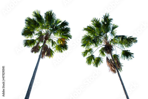 Asian fan palmyra (Borassus ) includes timber, fiber, and fruit.  on white background isolate.