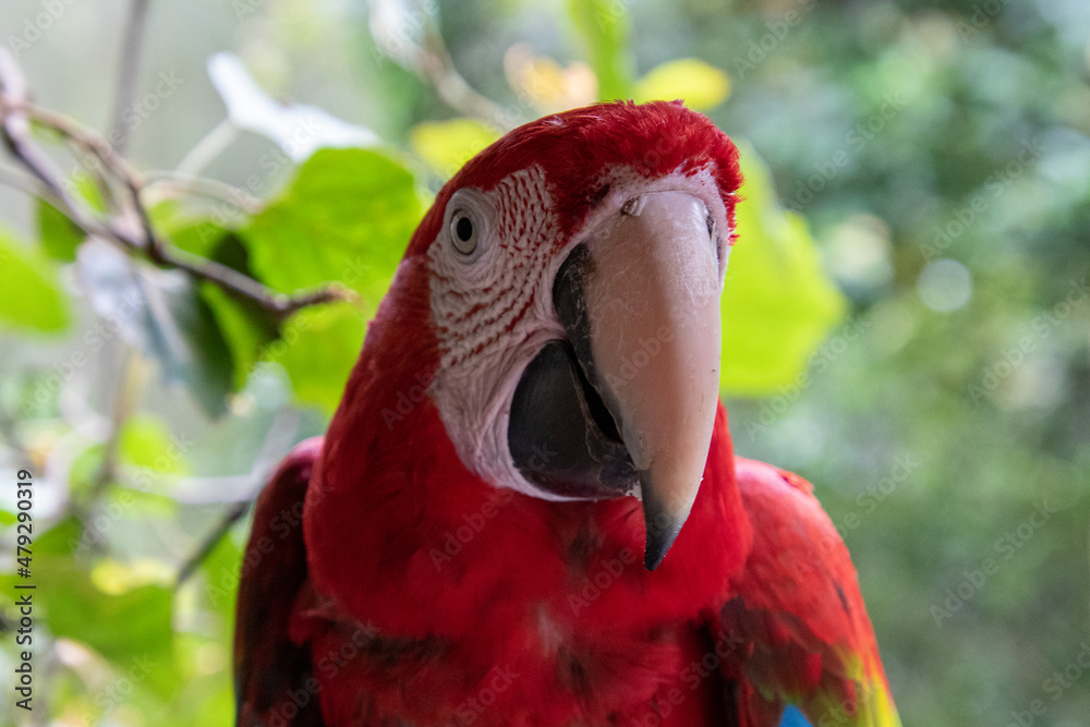 Fototapeta premium Exotic birds to be seen at the Birds of Eden Sanctuary on the Garden Route outside Plettenberg Bay in South Africa