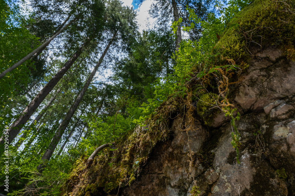 im Wald, Blick nach oben mit Felsen, Moos und Bäumen im Wald, Blick nach oben mit Felsen, Moos und Bäumen