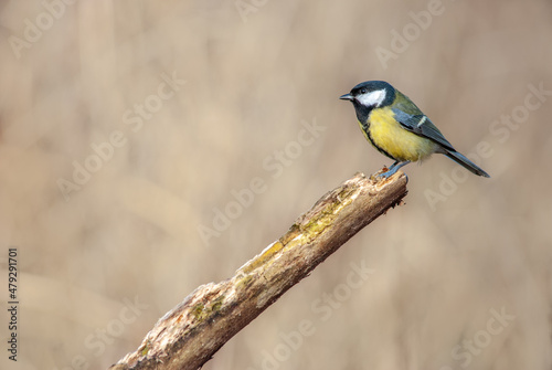 Great Tit on a branch during winter. (Parus major). © bios48