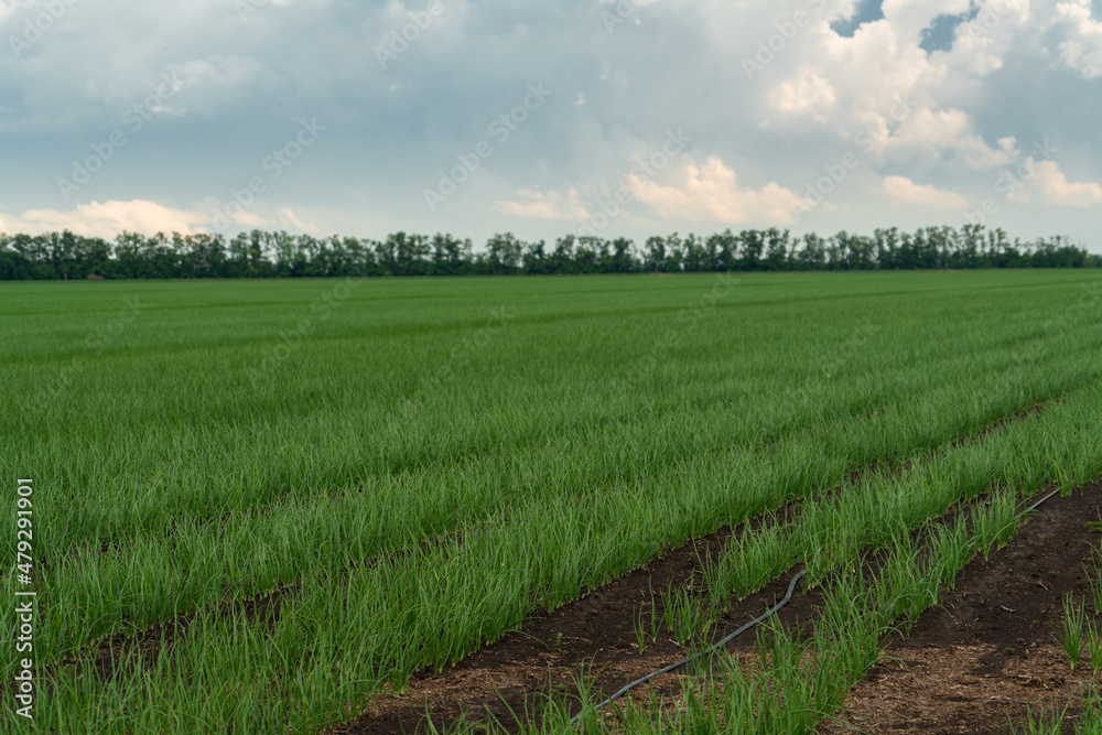 Fototapeta premium Rows of green onions in an agricultural field