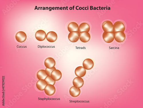 cocci bacteria classification (spherical-shaped bacteria) photo
