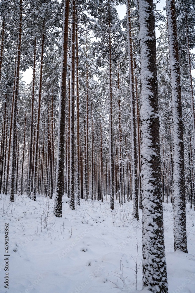 Snow covered trees in the winter in Finland, Scandinavia Snow covered trees in the winter in Finland, Scandinavia