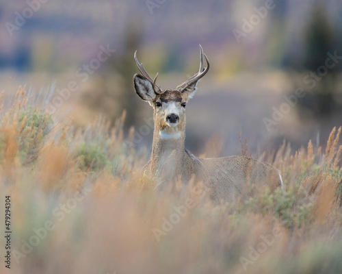 Mule Deer