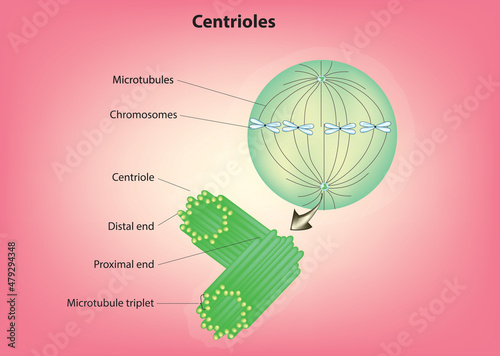 Biological illustration of centrioles (centriole structure) photo
