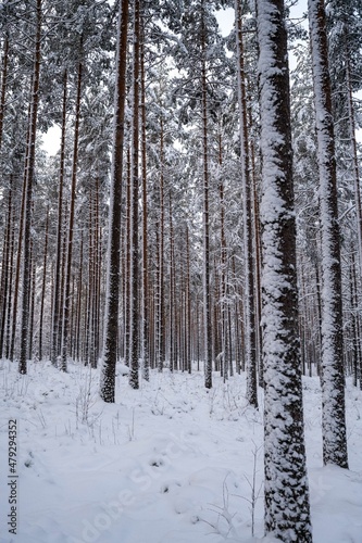 Snow covered trees in the winter in Finland  Scandinavia 