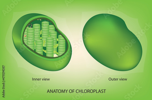 outer and inner anatomy of chloroplast photo