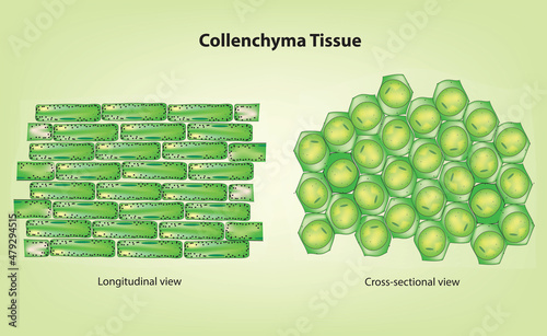 Botanical illustration of collenchyma tissue (collenchyma cells) photo