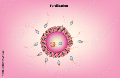 Biological illustration of fertilization (fertilization process)