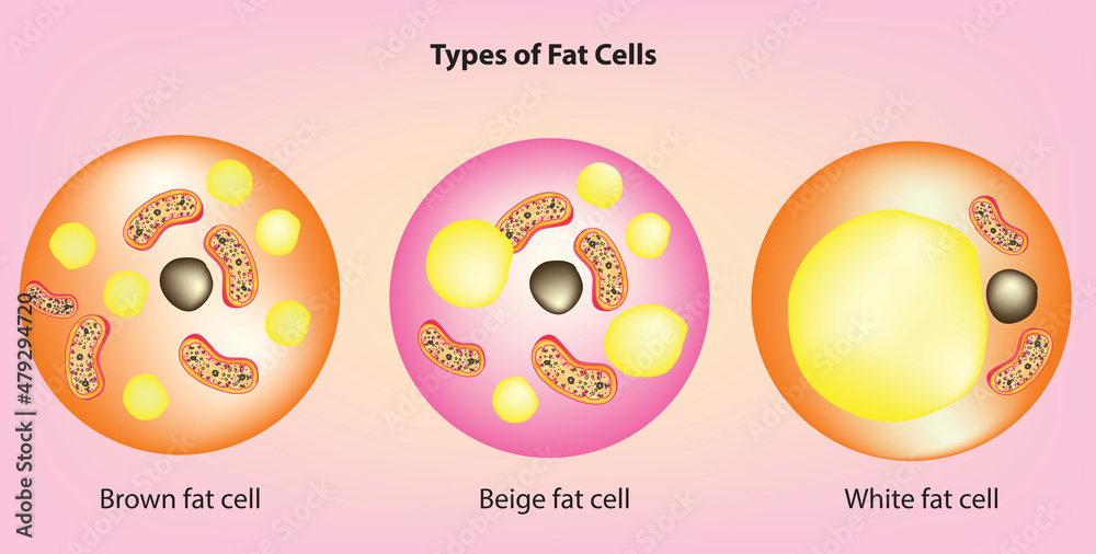 Types of fat cells (Anatomy of brown fat cell, beige fat cell, white fat cell) - obrazy, fototapety, plakaty 