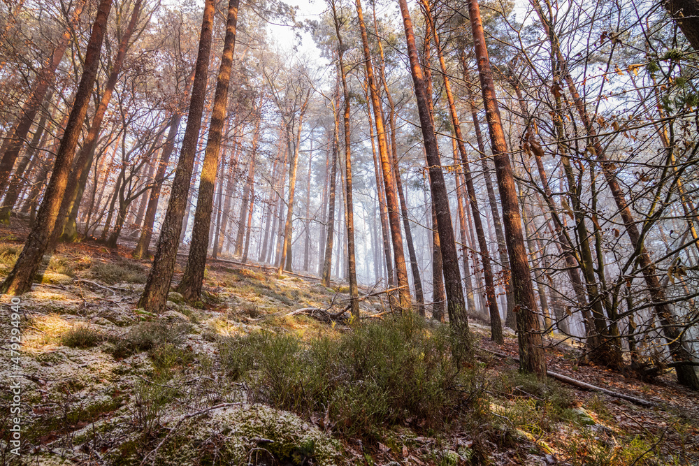 Naklejka premium winterlicher wald mit nebel