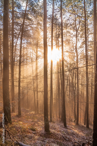 sonnenstrahlen im wald mit nebel