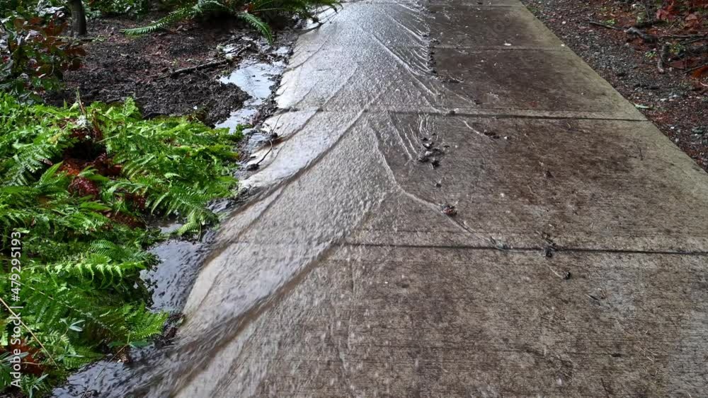 Rainwater flooding down a wide sidewalk and sidewalk median planted with hardy plants
Rainwater flooding down a wide sidewalk and sidewalk median planted with hardy plants