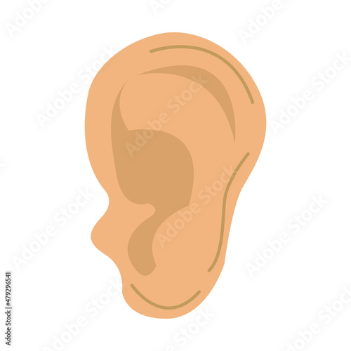 human ear anatomy