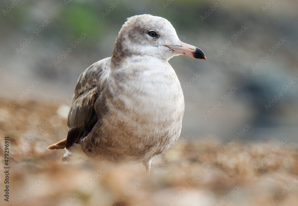bird bird