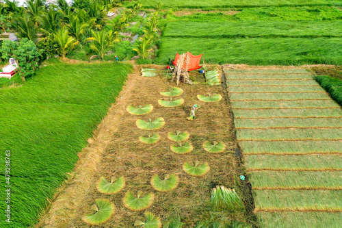Fotografie, Obraz Panaromic view farmers are harvesting sedge field in Mang Thit