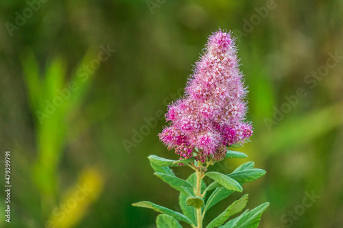 hardhack steeplebush or rose spirea wild pink flower blooming with green background photo