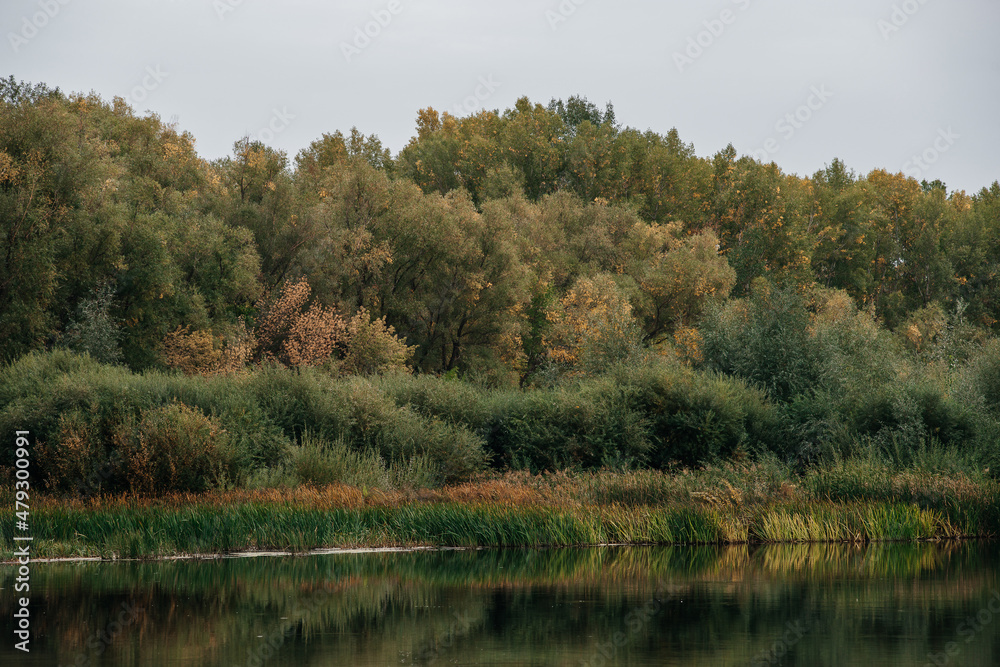 autumn, a calm lake with a bank of yellow trees