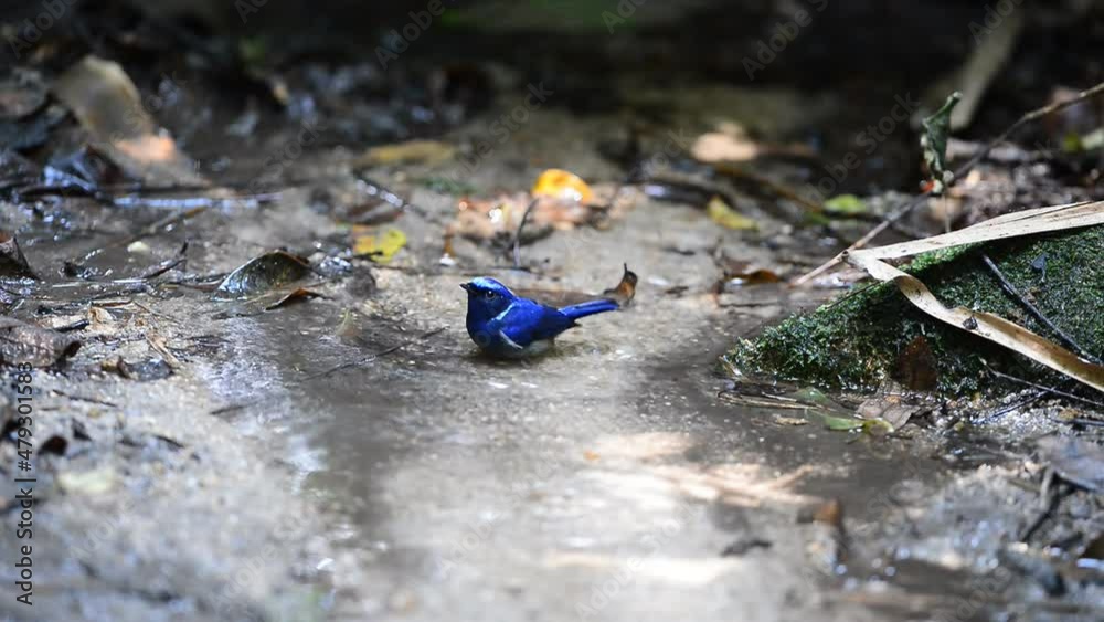 A beautiful blue bird is bathing in the water basin. (Small Niltava, Niltava macgrigoriae) in the Nature A beautiful blue bird is bathing in the water basin. (Small Niltava, Niltava macgrigoriae) in the Nature